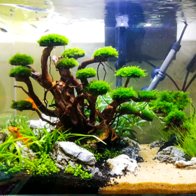 Aquarium Planted Tree - Aquarium Landscaping Moss Tree Skeleton Finished