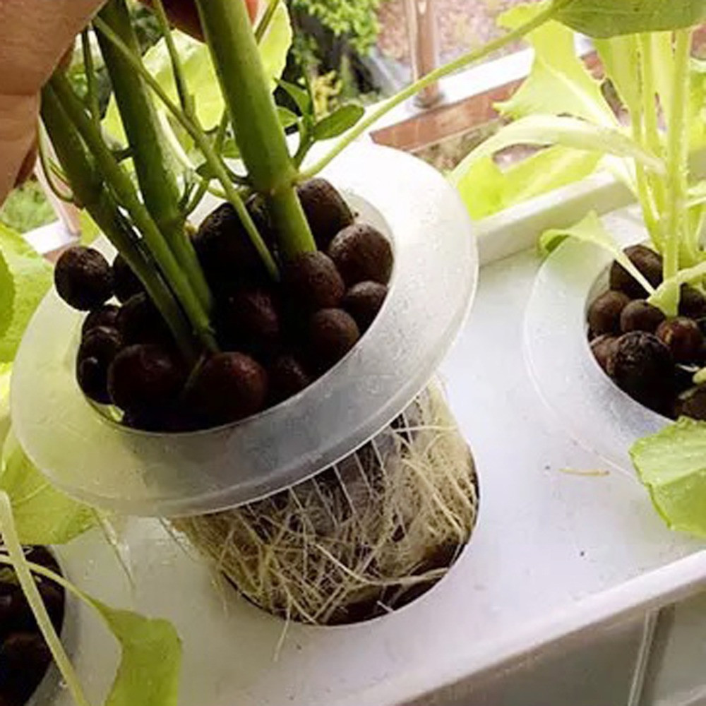 10/50pcs Hot sell Aquarium Cul - Aquarium Planted Seeds ulasan dan harga