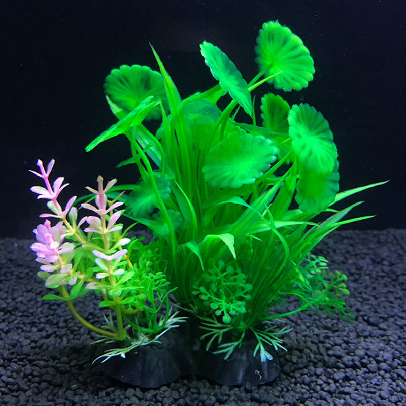 Aquarium decoration a variety  - Aquarium Plant Varieties ulasan dan harga
