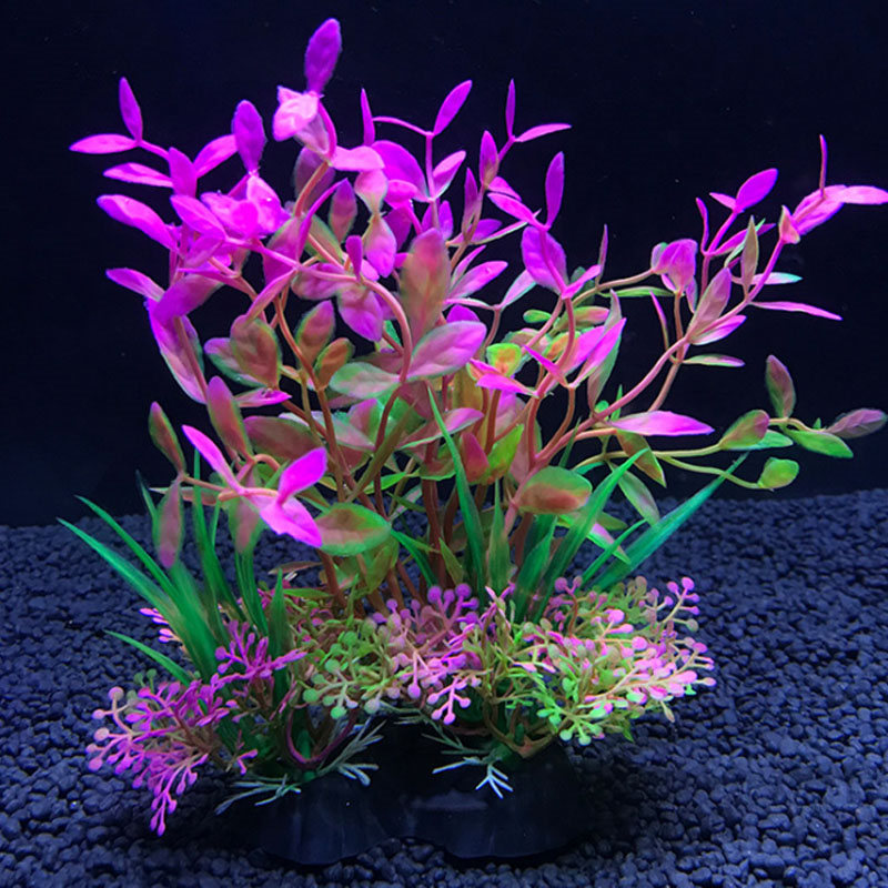 Aquarium decoration a variety  - Aquarium Plant Varieties ulasan dan harga