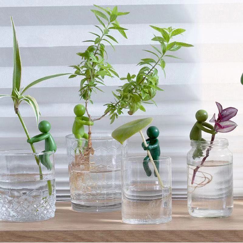Hydroponic Plant Fixing Figuri - Tissue Culture Plant ulasan dan harga
