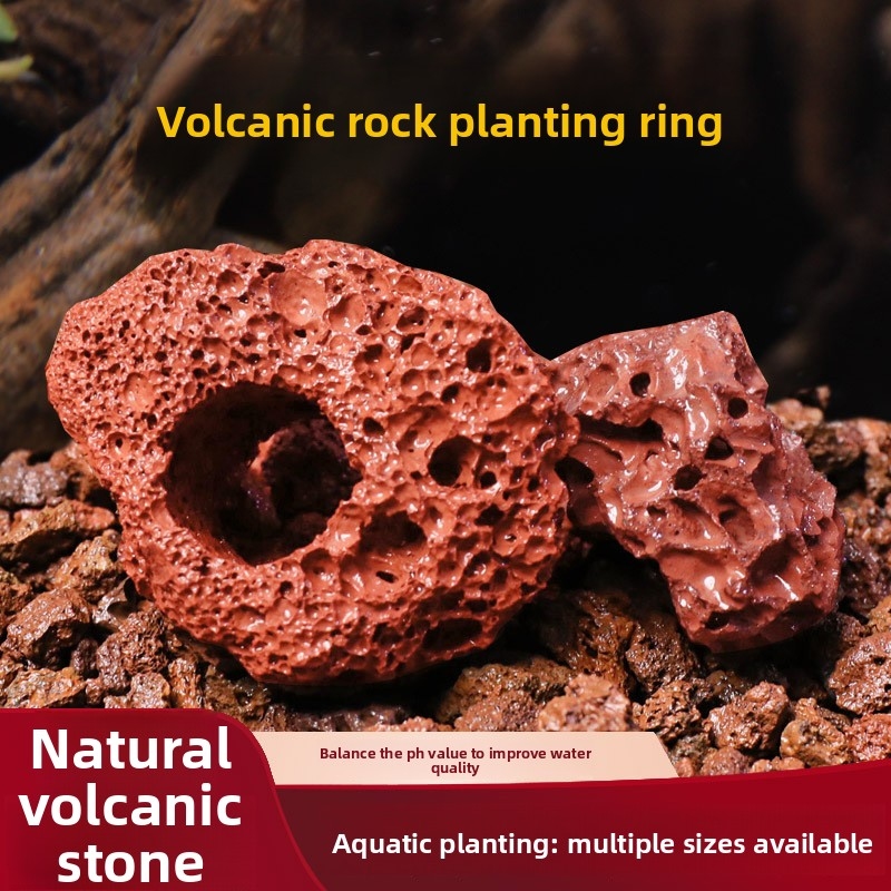 Red Lava Rock Planting Ring –  - Planted Aquarium Carpet Plant ulasan dan harga