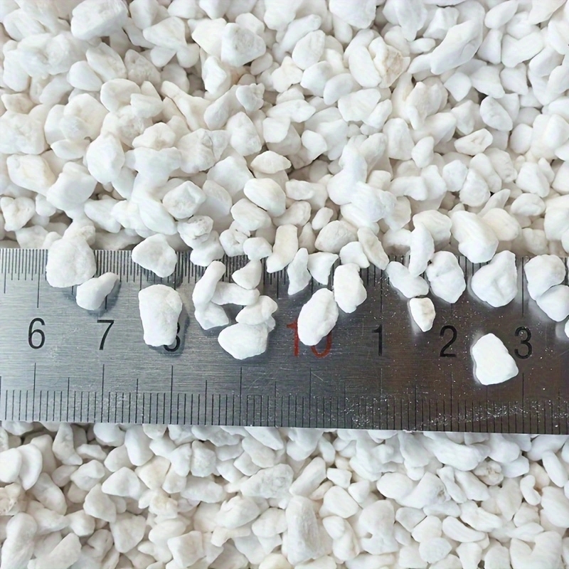 1 Pack of 3-6mm Horticultural  - Tissue Culture Plant ulasan dan harga