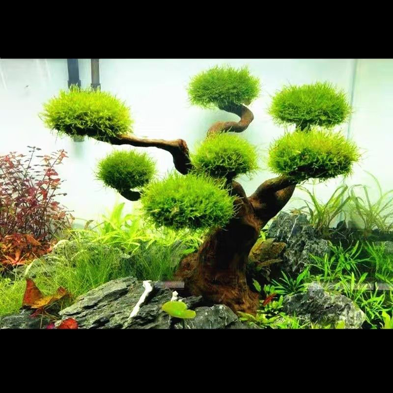 Aquarium Decoration Moss Drift - Aquarium Plant Root Tabs ulasan dan harga