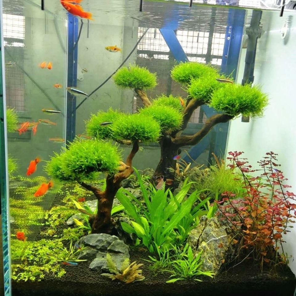 Aquarium Decoration Moss Drift - Aquarium Plant Root Tabs ulasan dan harga
